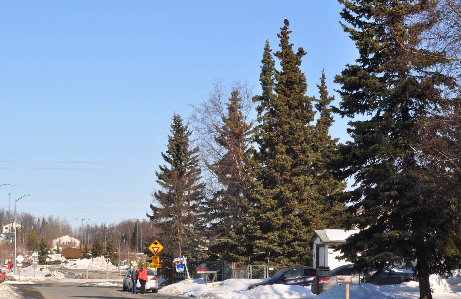 Bald Eagle - Alaska (Anchorage)