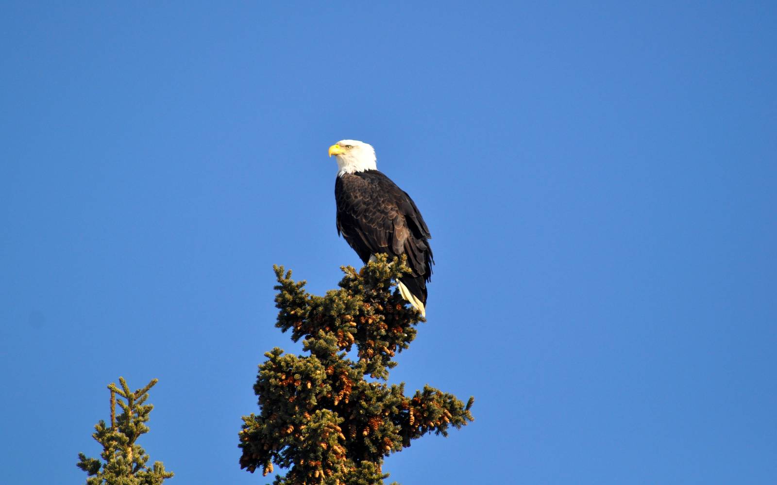 Bald Eagle - Alaska (Anchorage)