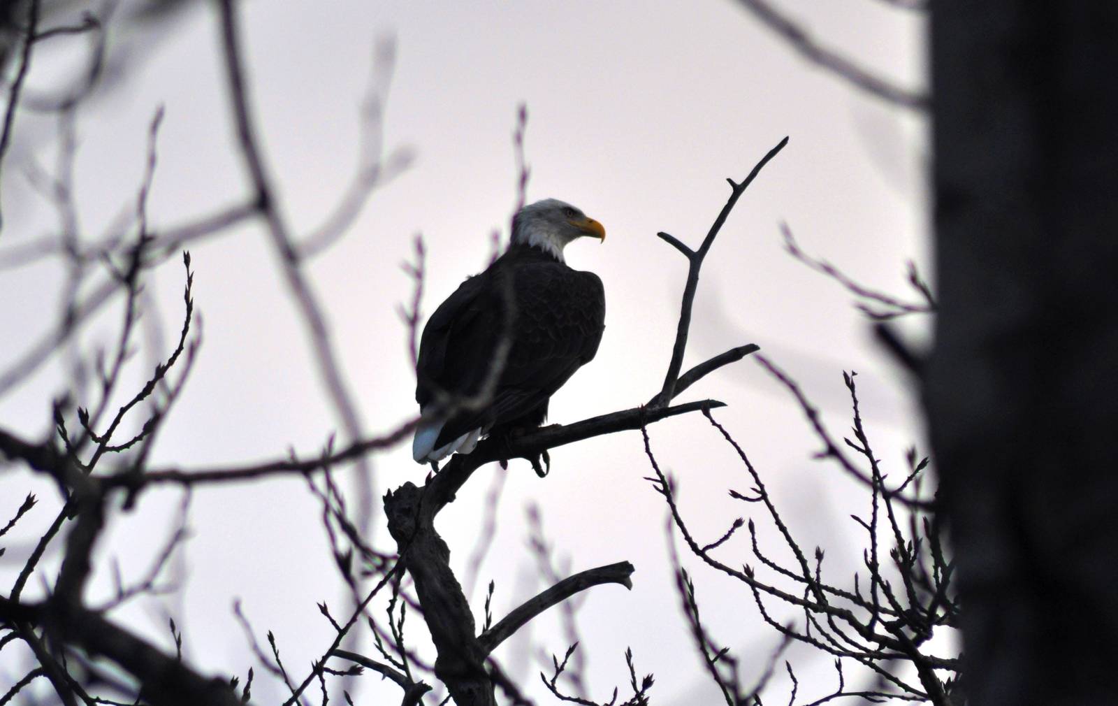 Bald Eagle - Alaska (Potter Marsh)