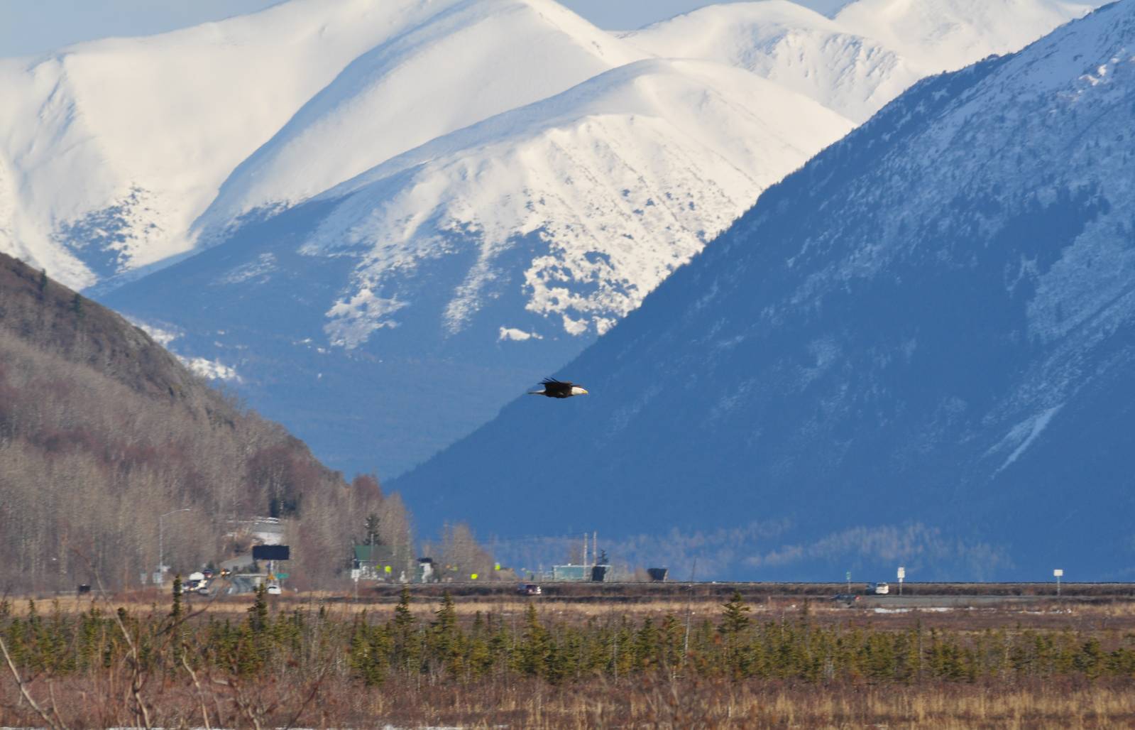Bald Eagle - Alaska (Potter Marsh)