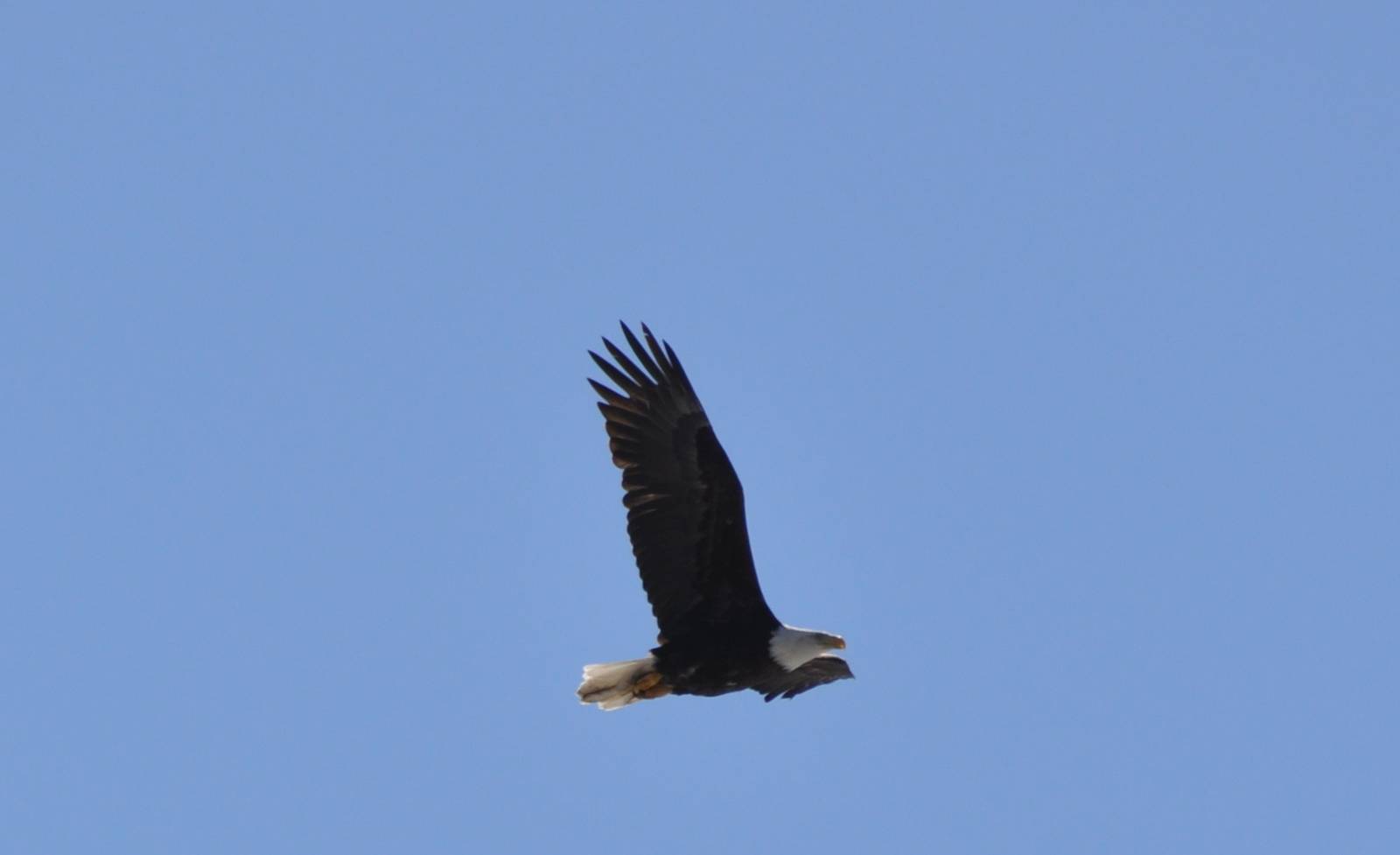 Bald Eagle - Alaska (Potter Marsh)