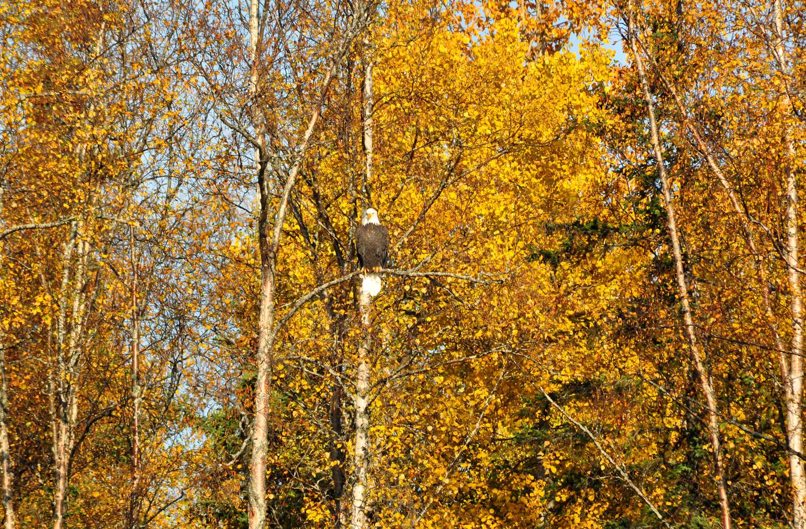 Bald Eagle - Alaska