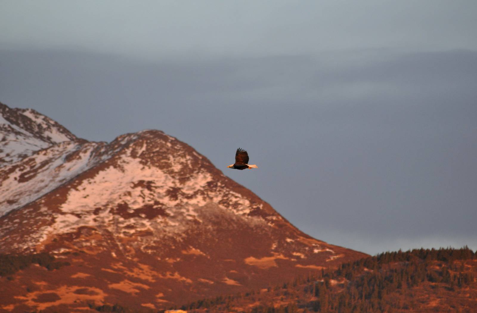 Bald Eagle - Alaska