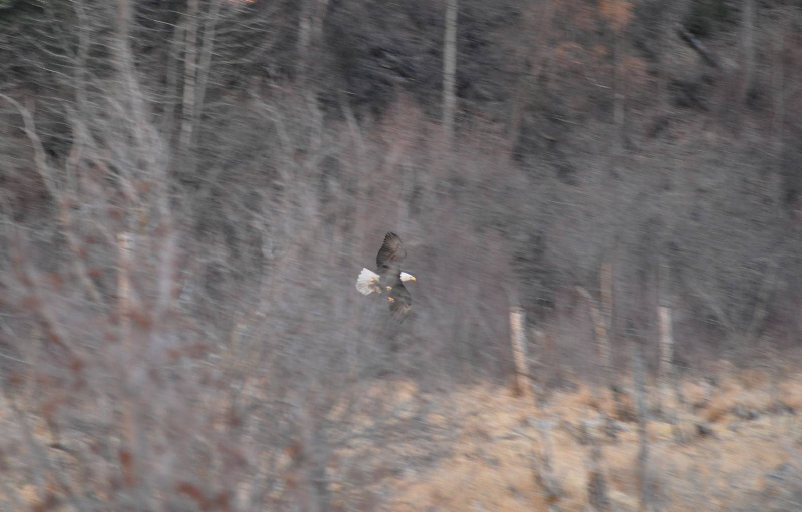 Bald Eagle - Alaska