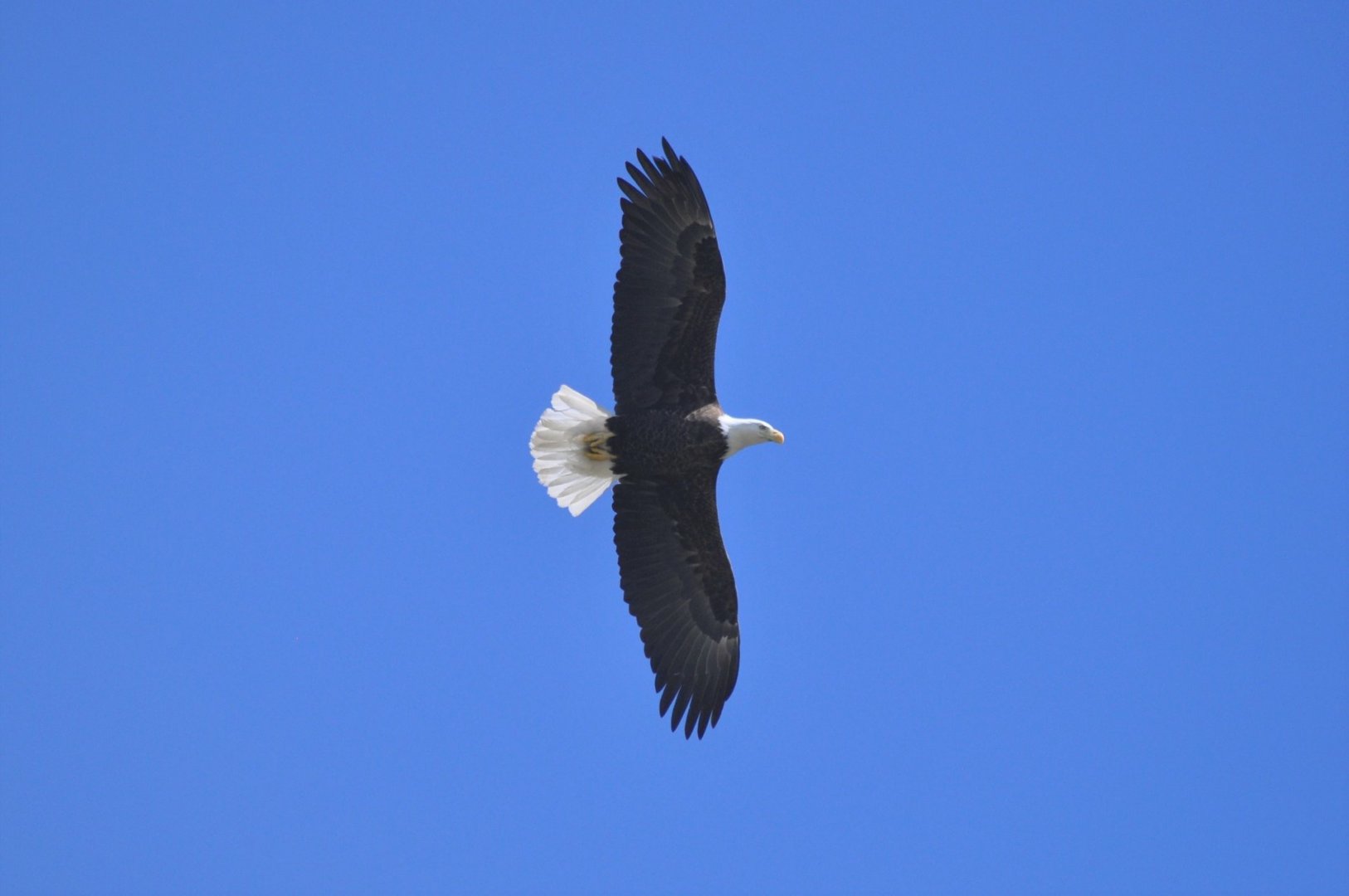 Bald Eagle - Alaska