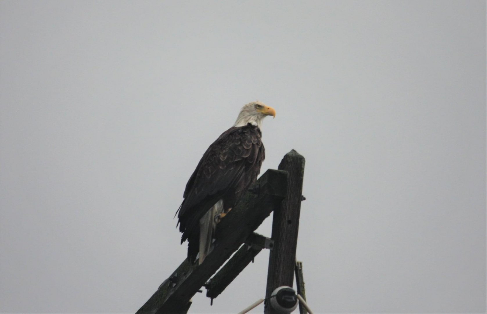 Bald Eagle.  Alaska.