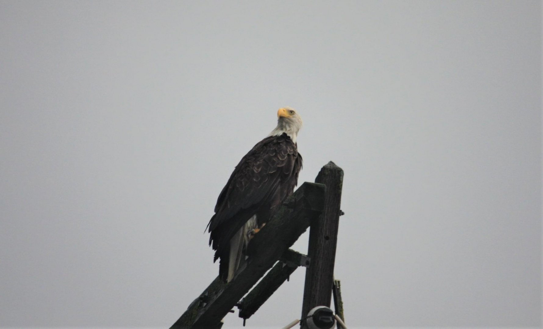 Bald Eagle.  Alaska.