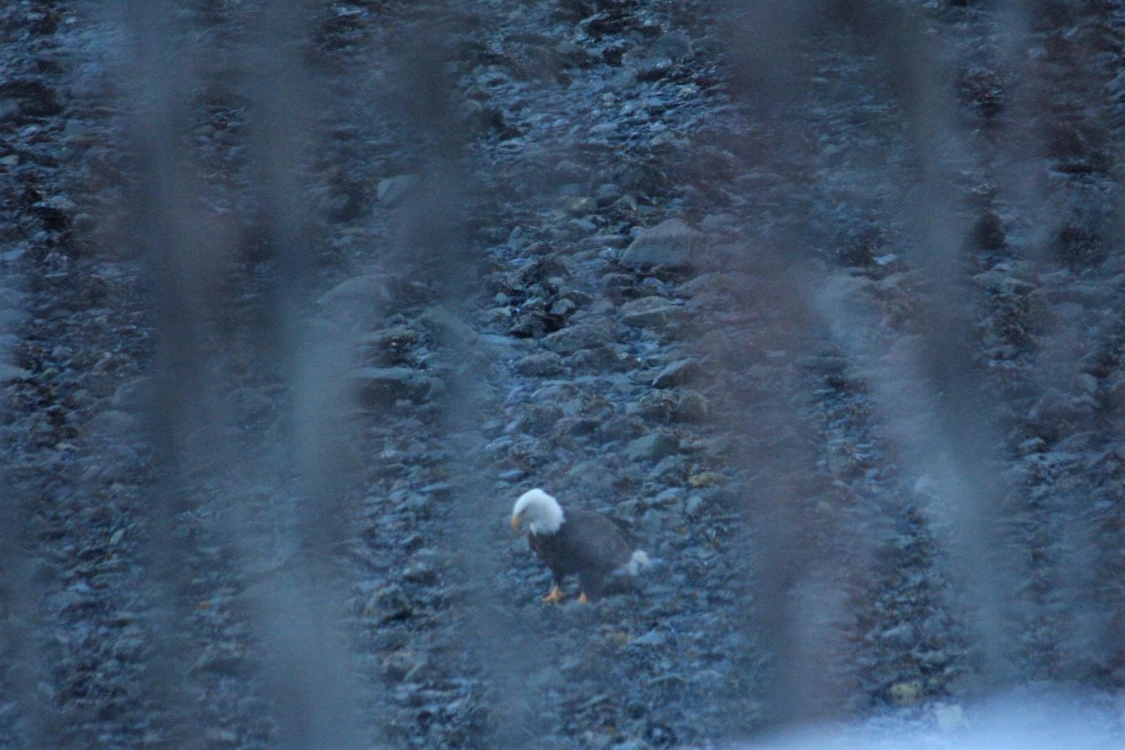Bald Eagle - Alaska
