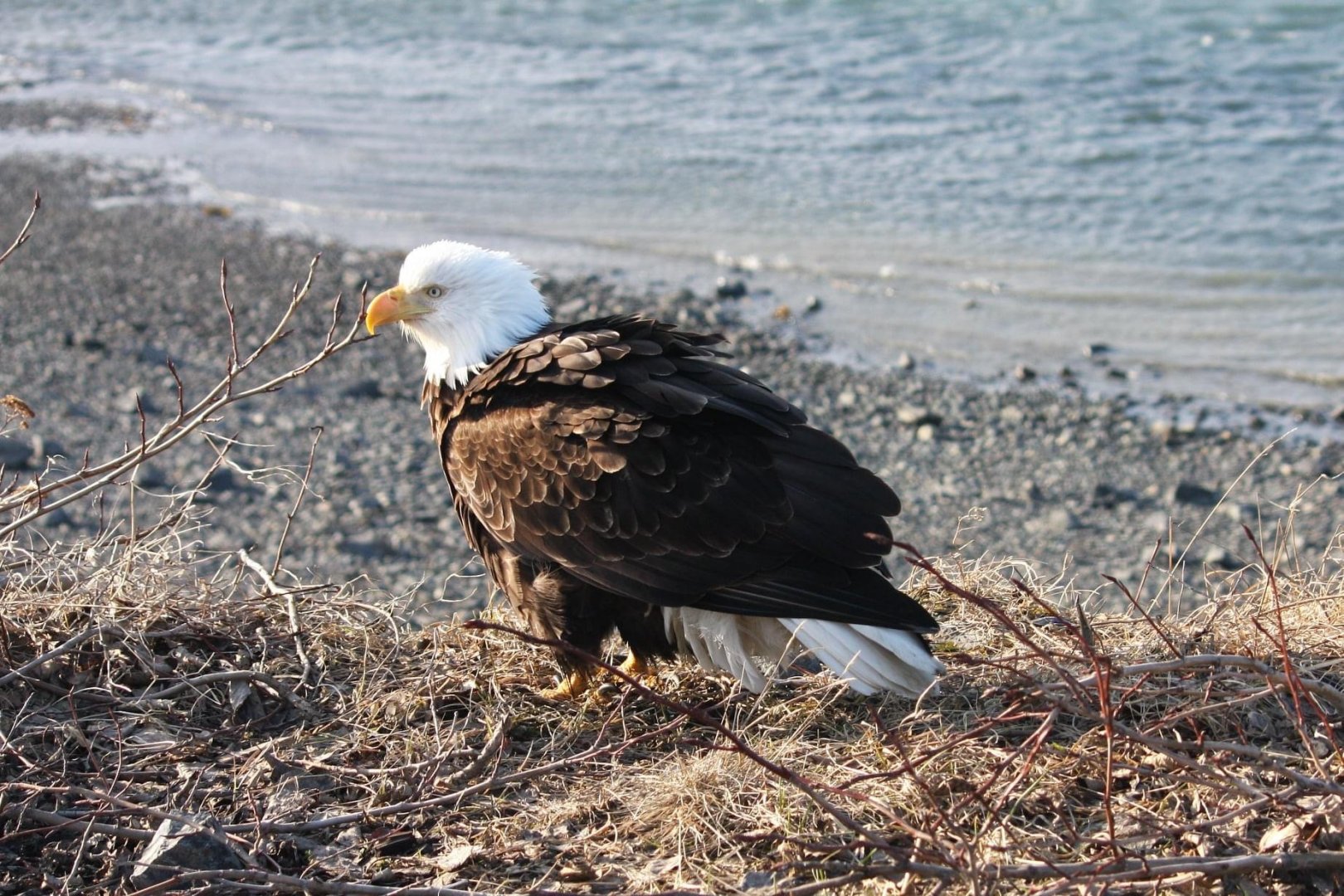 Bald Eagle - Alaska