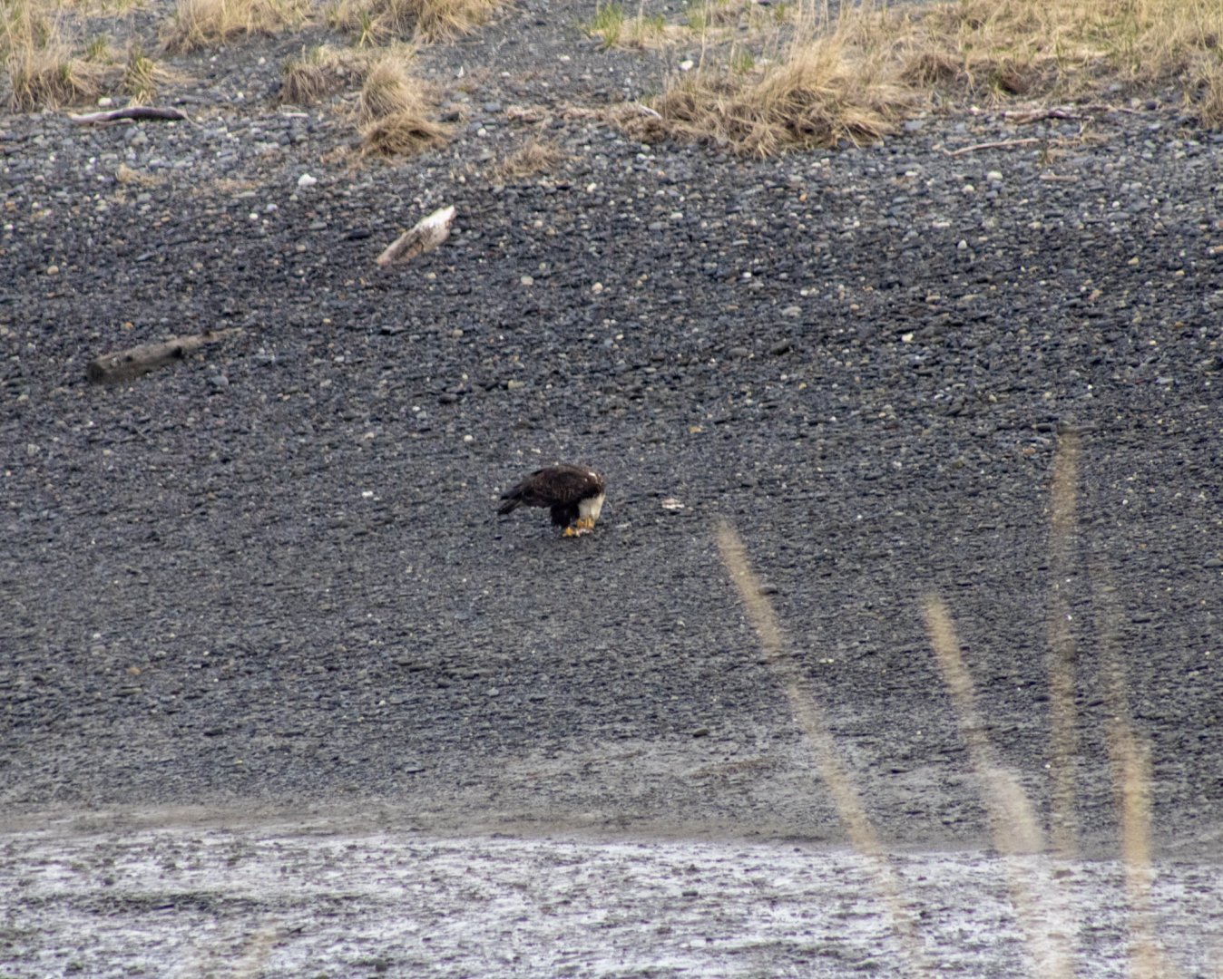 Bald Eagle - Alaska