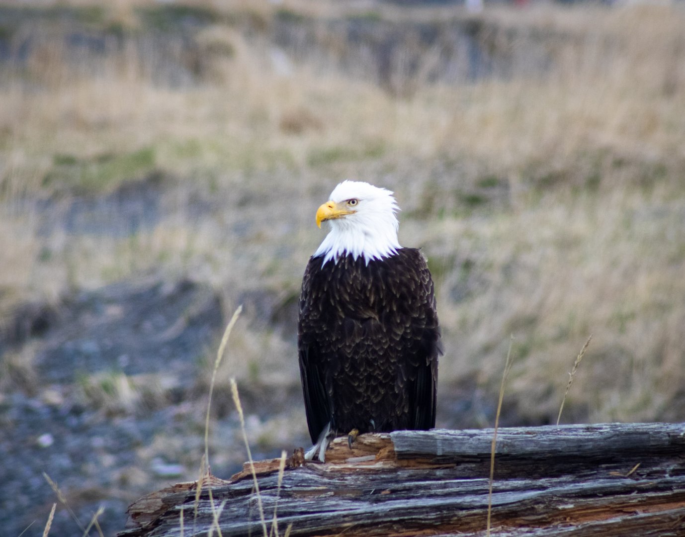 Bald Eagle - Alaska