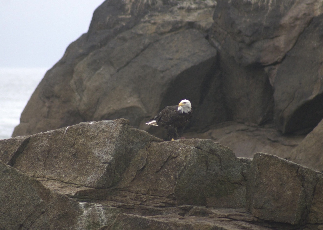 Bald Eagle - Alaska