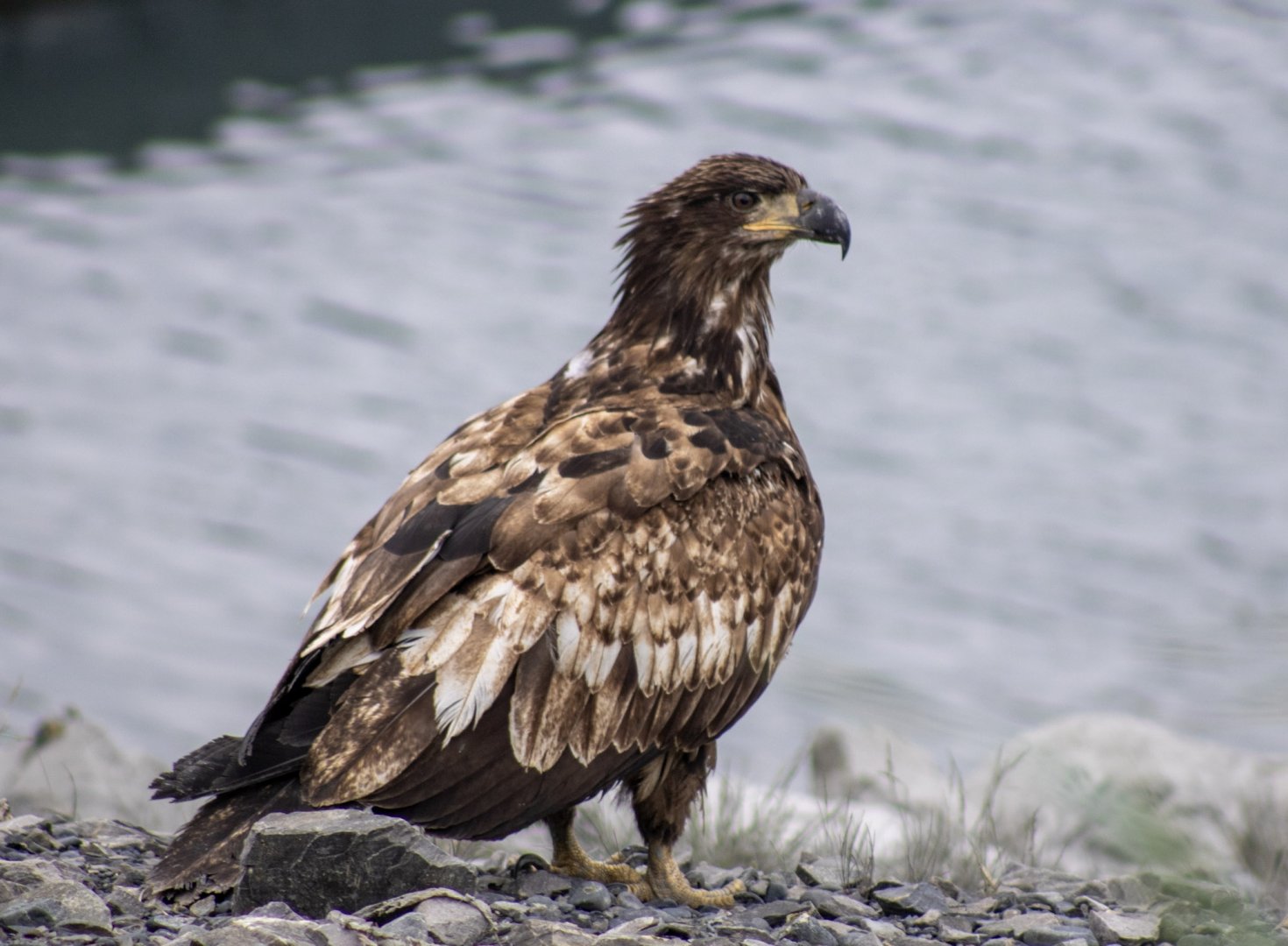 Bald Eagle - Alaska