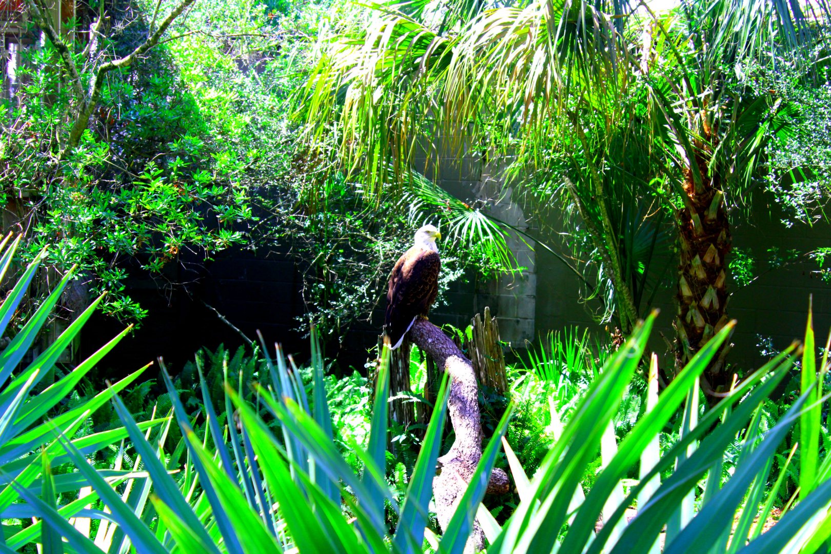 Bald Eagle Among the Plants