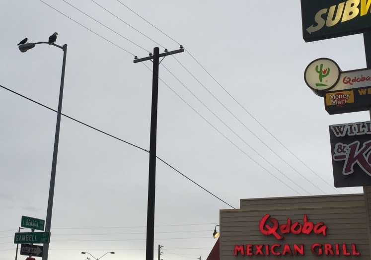 Bald Eagle and Common Raven - Alaska