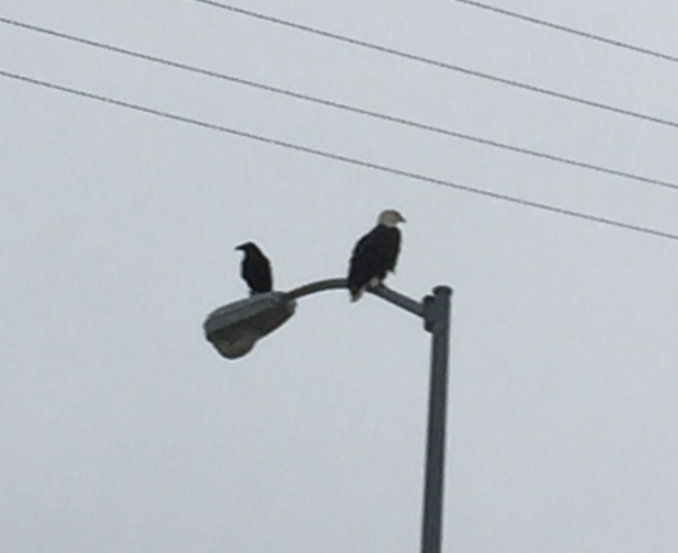 Bald Eagle and Common Raven - Alaska