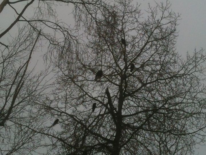 Bald Eagle and Common Ravens - Alaska