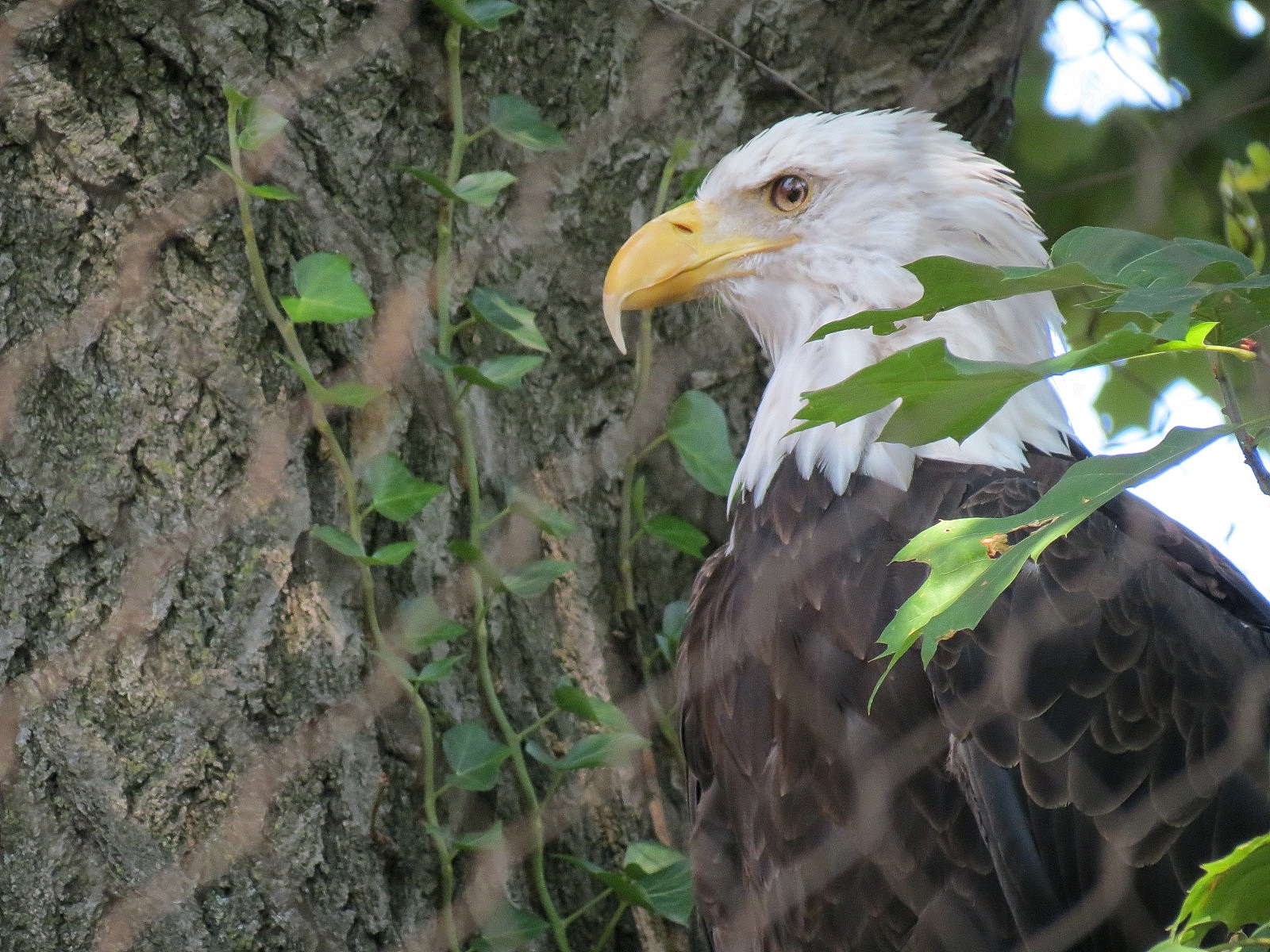 Bald Eagle and Golden Eagle Exhibit