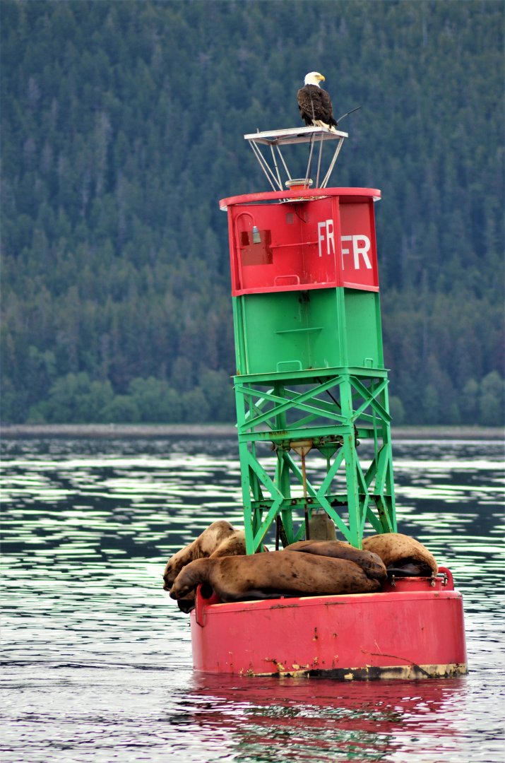 Bald Eagle and Steller's Sea Lions - Alaska