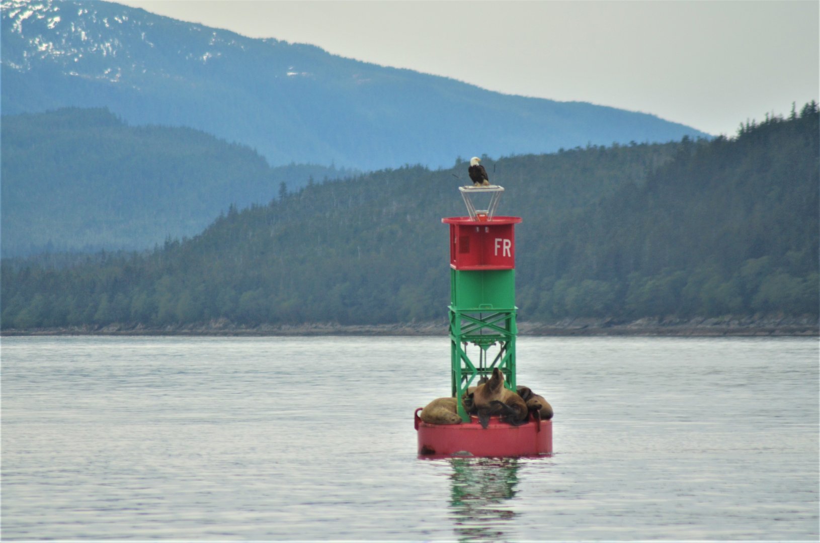 Bald Eagle and Steller's Sea Lions - Alaska
