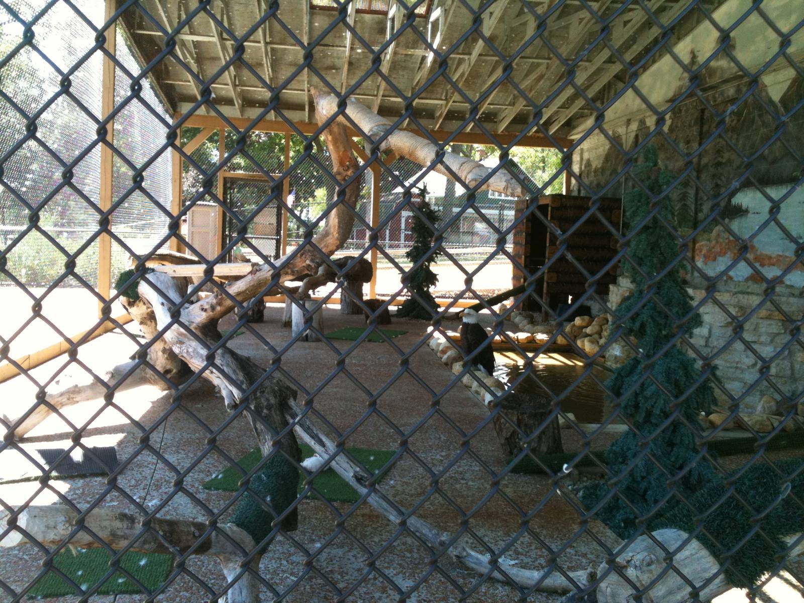 Bald Eagle and Turkey Vulture exhibit. June 2012.