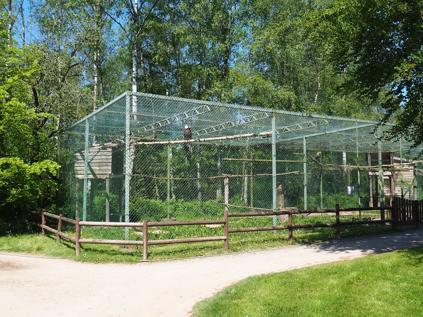 Bald eagle and White-tailed sea eagle aviaries, 2023-05-19