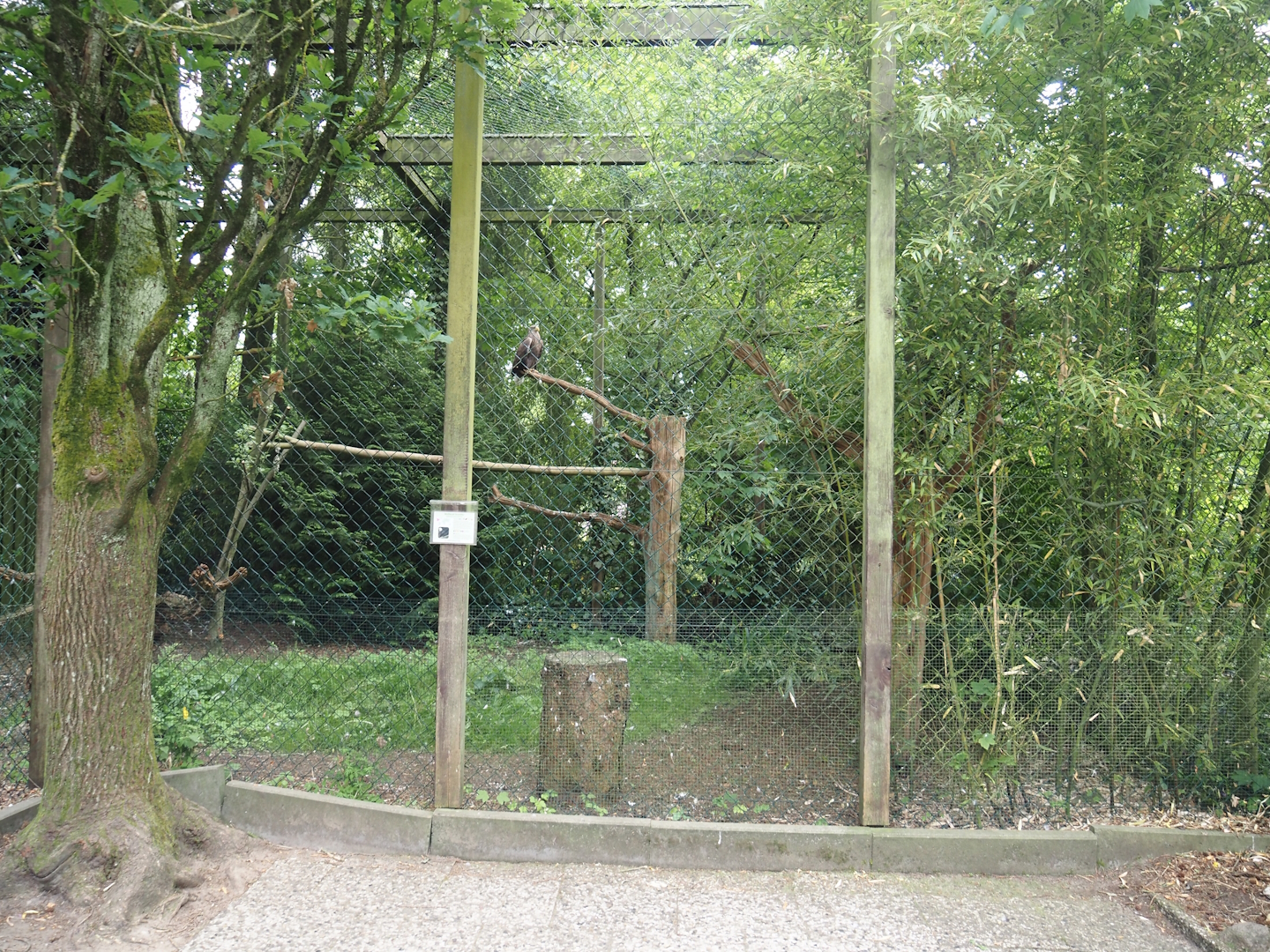 Bald eagle and White-tailed sea eagle aviary, 2024-05-21