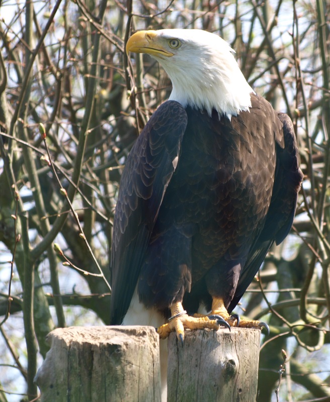 Bald eagle (April 19th, 2015)