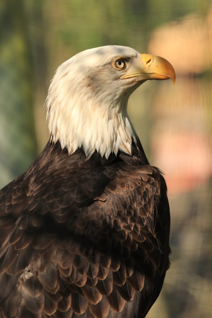 Bald Eagle (April 2019)