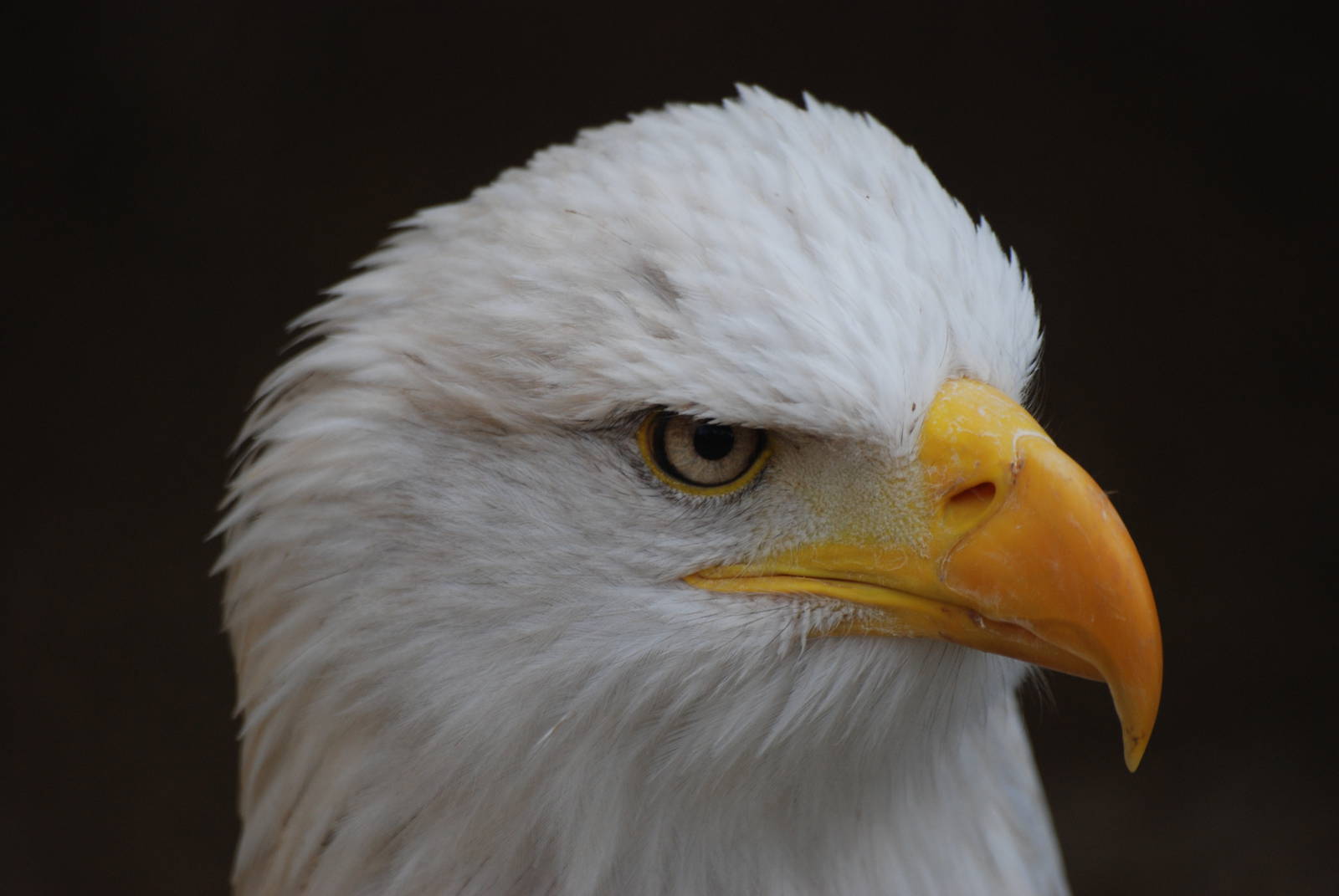 Bald Eagle at Cotswold Falconry 05/03/11
