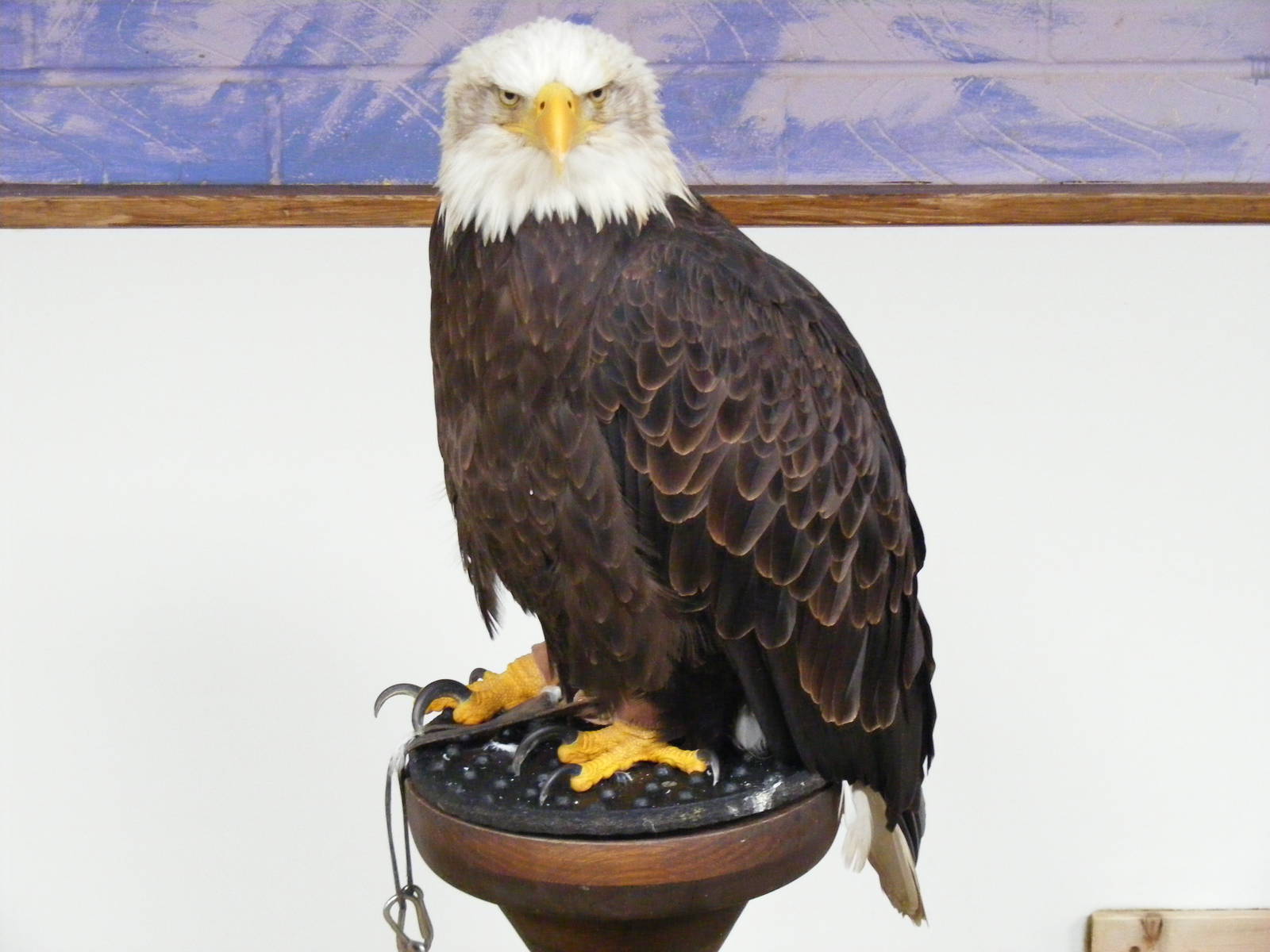 Bald eagle at Eagle Heights, 10 September 2011