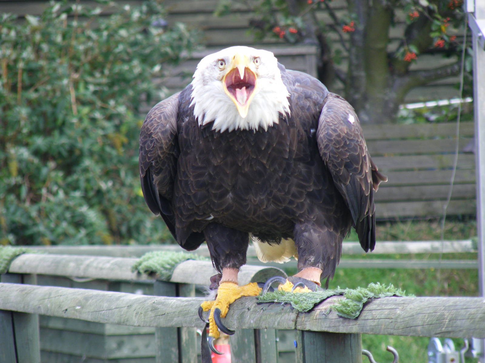 Bald eagle at Eagle Heights, 10 September 2011