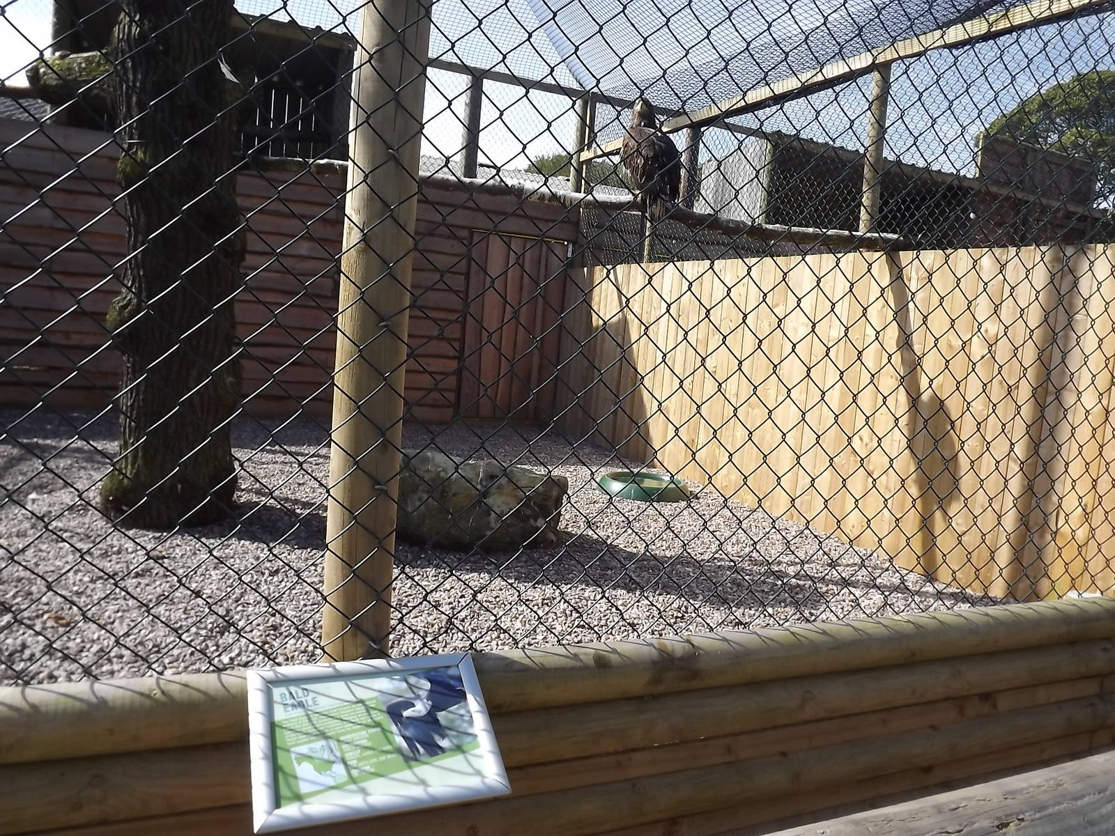 Bald Eagle at Knowsley Safari Park 08/09/12