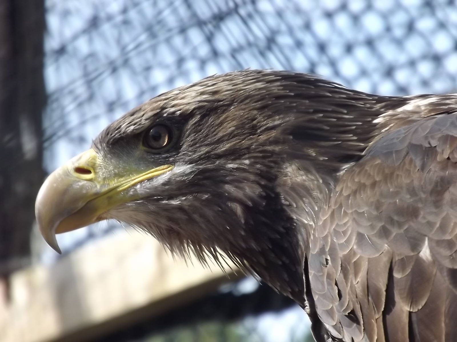 Bald Eagle at Knowsley Safari Park 08/09/12