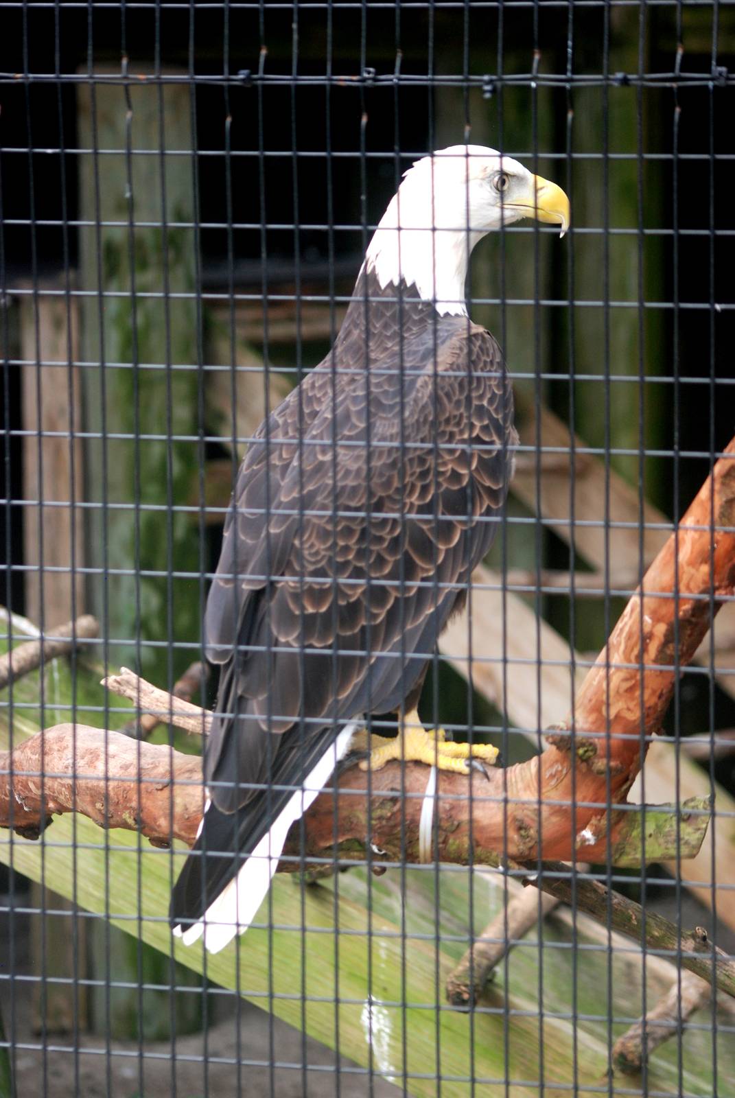 Bald Eagle at Peace River Wildlife Centre, 09/10/13