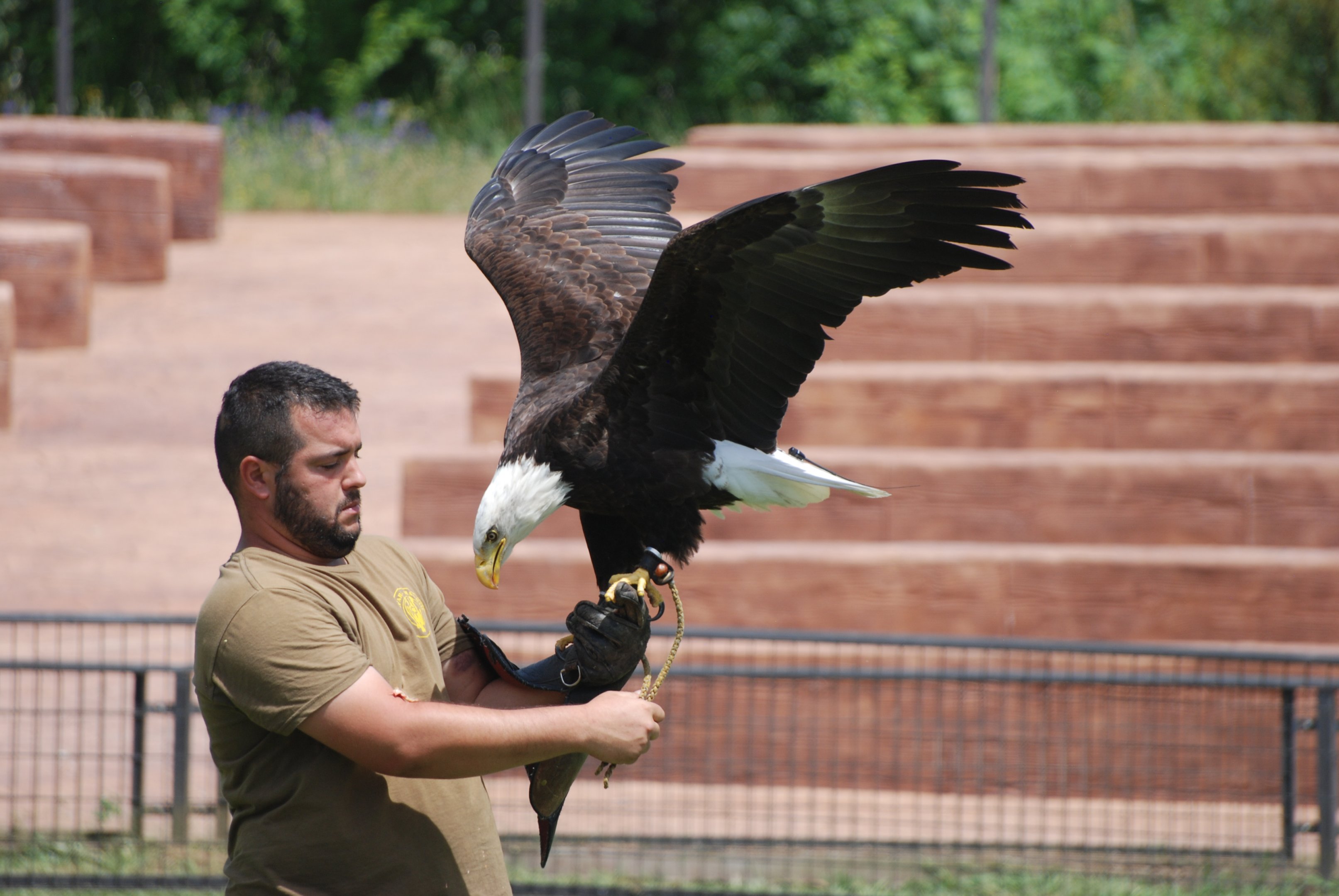 Bald Eagle at Safari Madrid, 19th May 2022