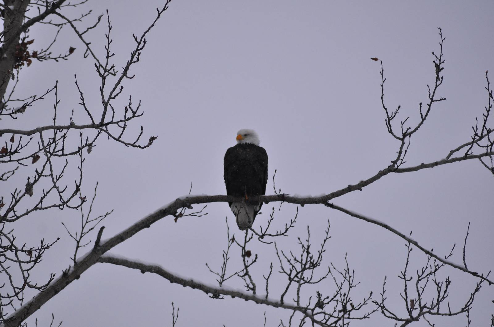 Bald Eagle at Six Mile Lake - Alaska
