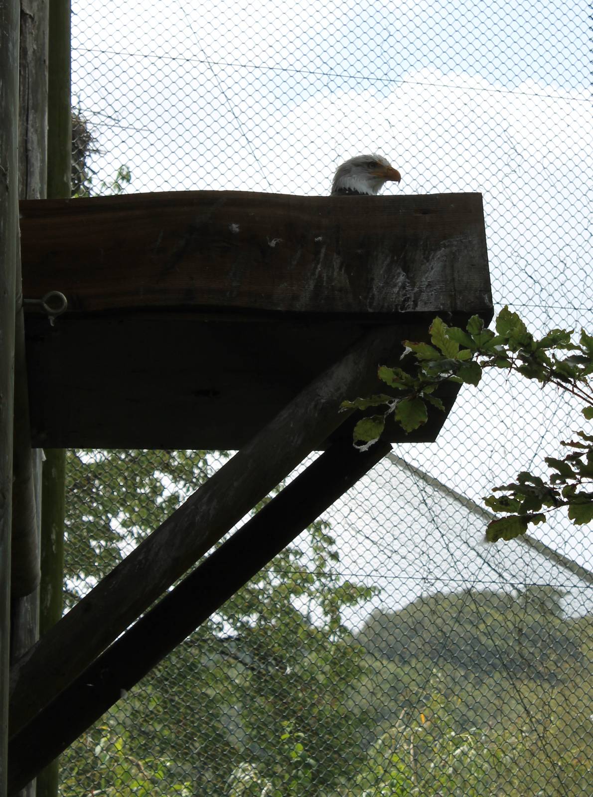 Bald eagle at the nest