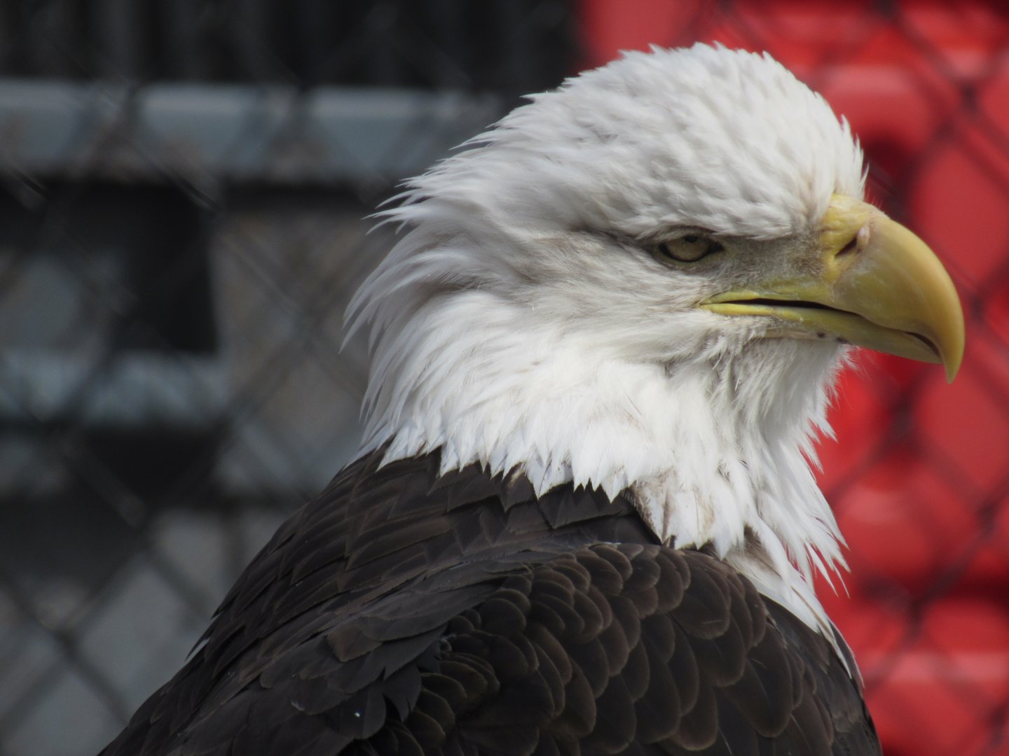 Bald Eagle at the Turtle Back Zoo