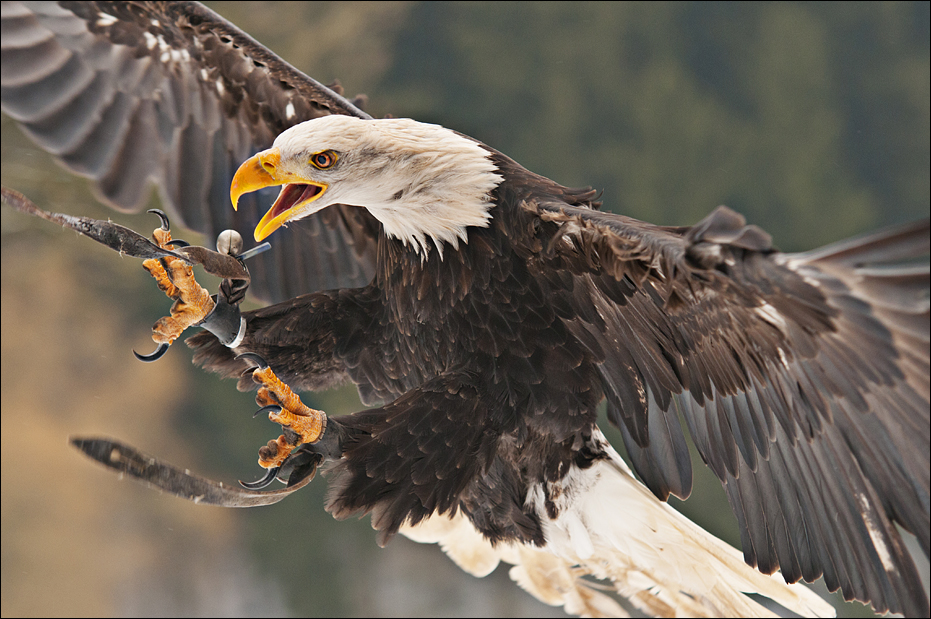 Bald eagle at Wildpark Schwarze Berge