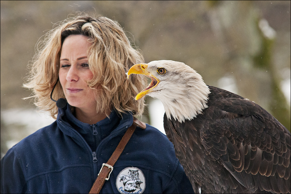 Bald eagle at Wildpark Schwarze Berge