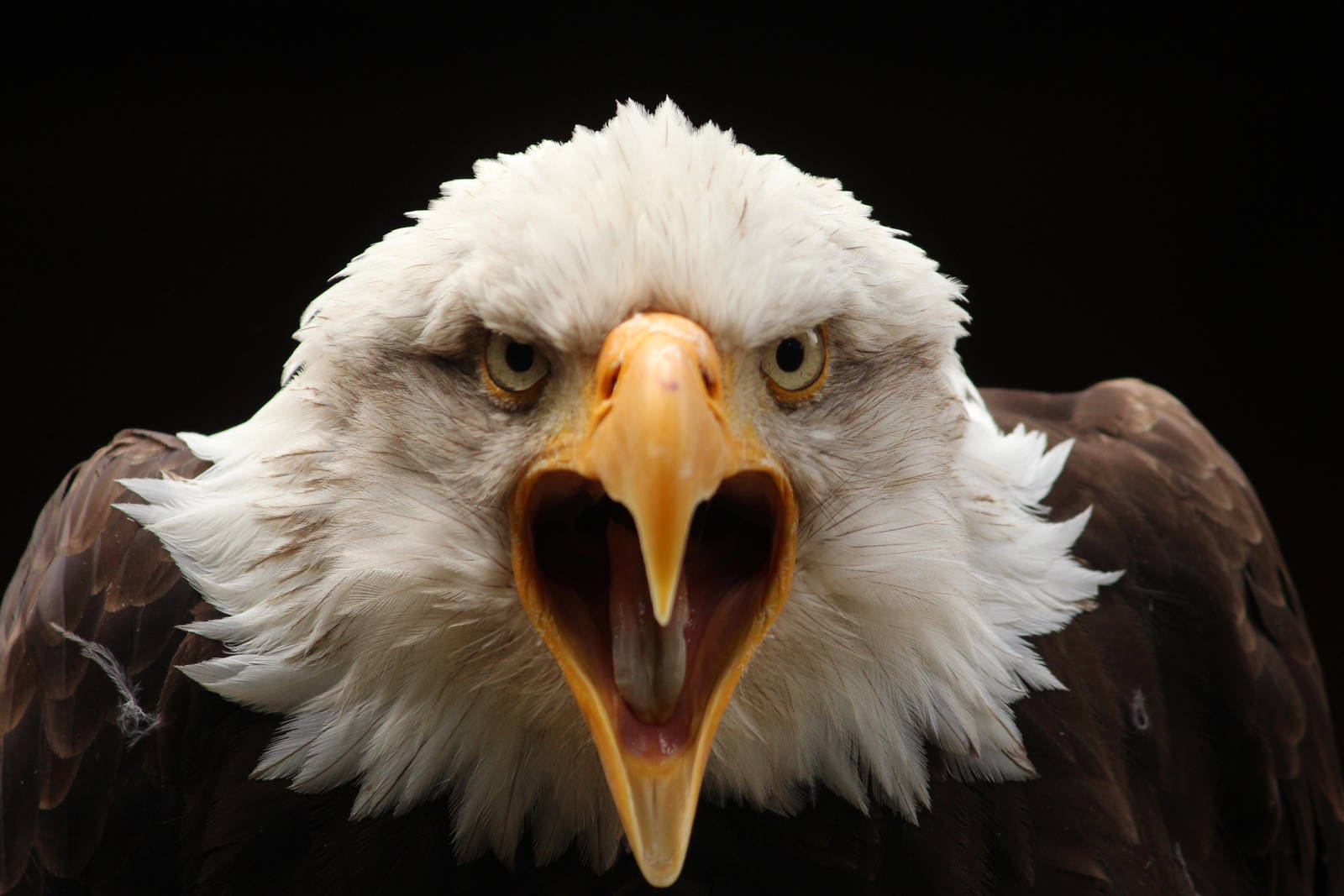 Bald eagle, August 2013
