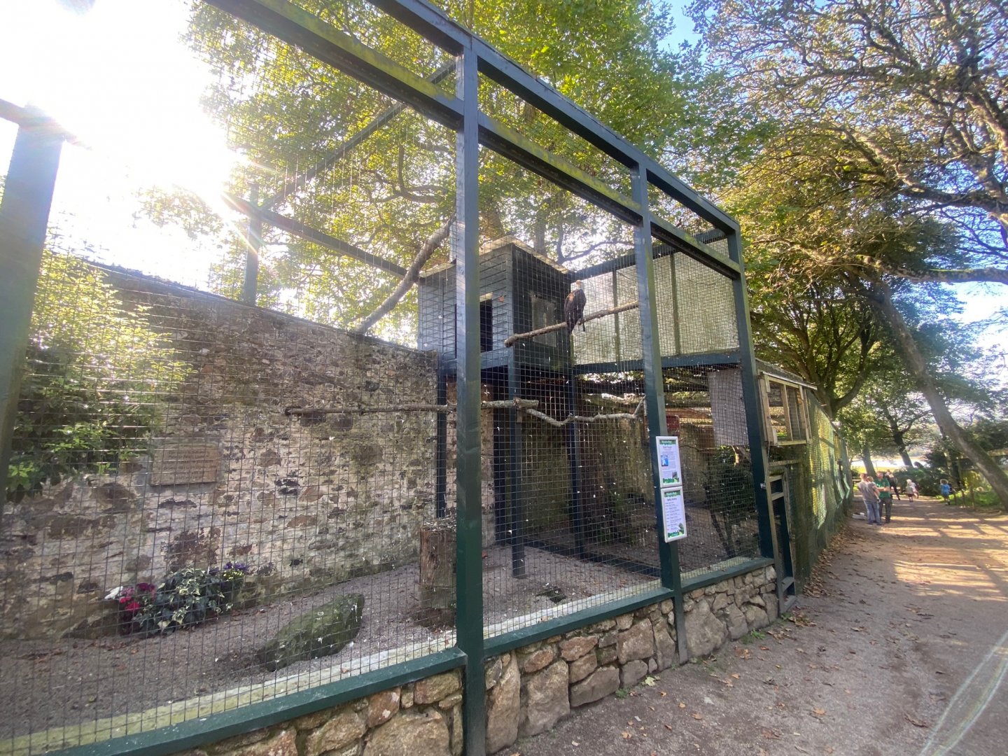 Bald eagle aviary 081023