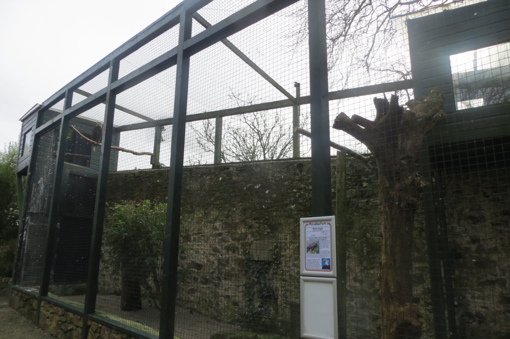 Bald eagle aviary 190219