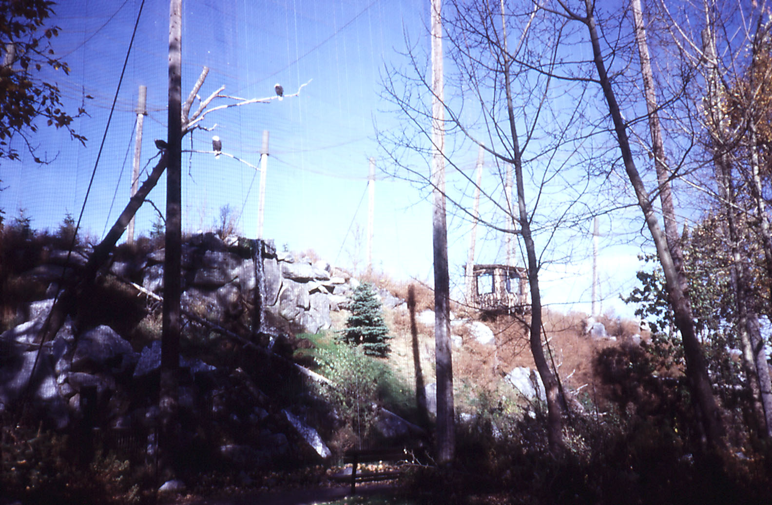 Bald Eagle Aviary - 1987