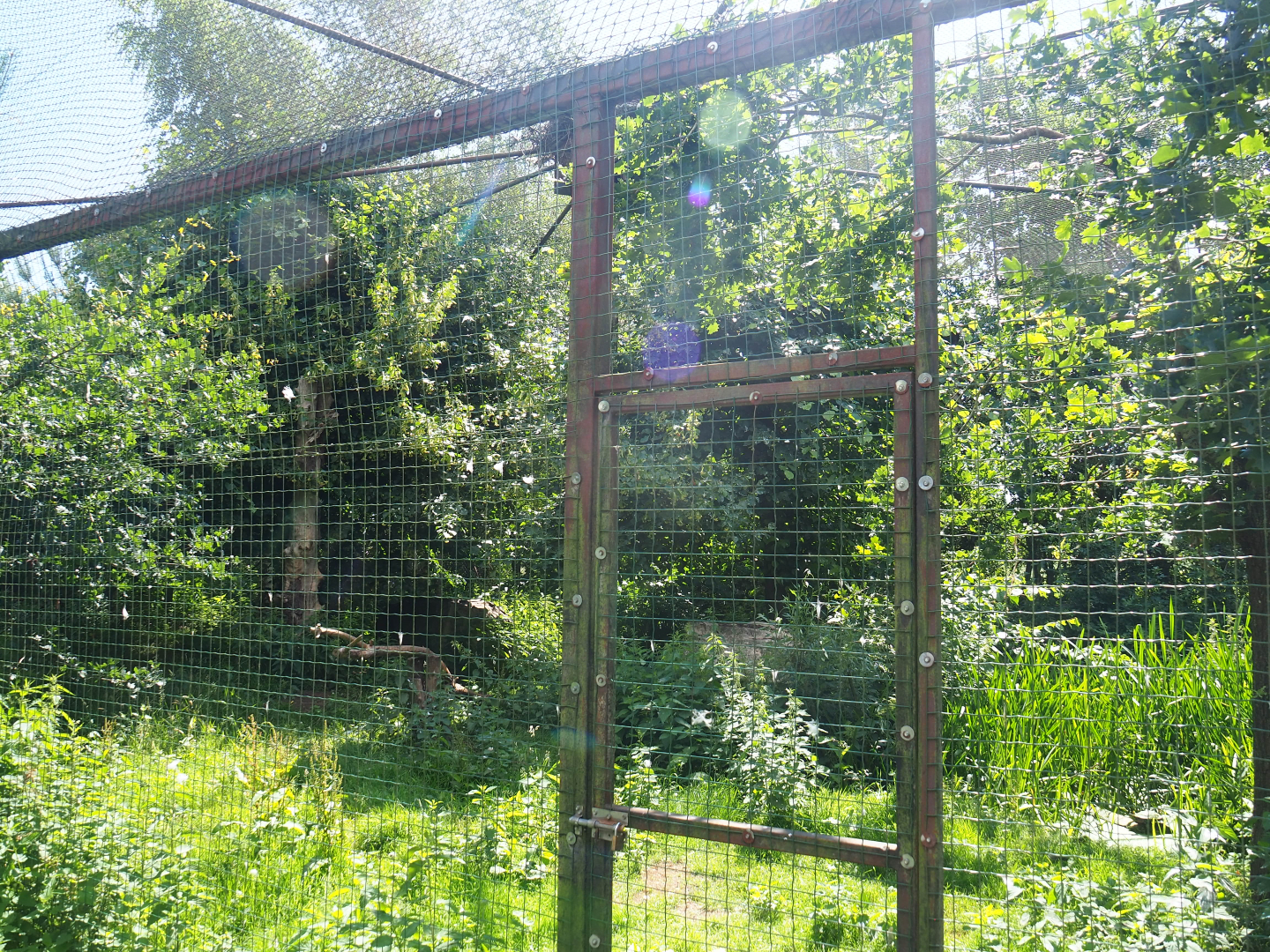 Bald eagle aviary, 2020-06-20