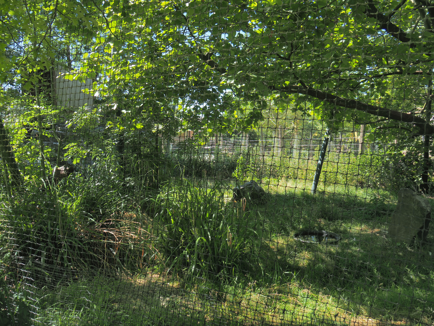 Bald eagle aviary, 2022-06-28