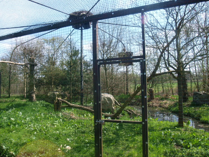 Bald eagle aviary (April 19th, 2015)