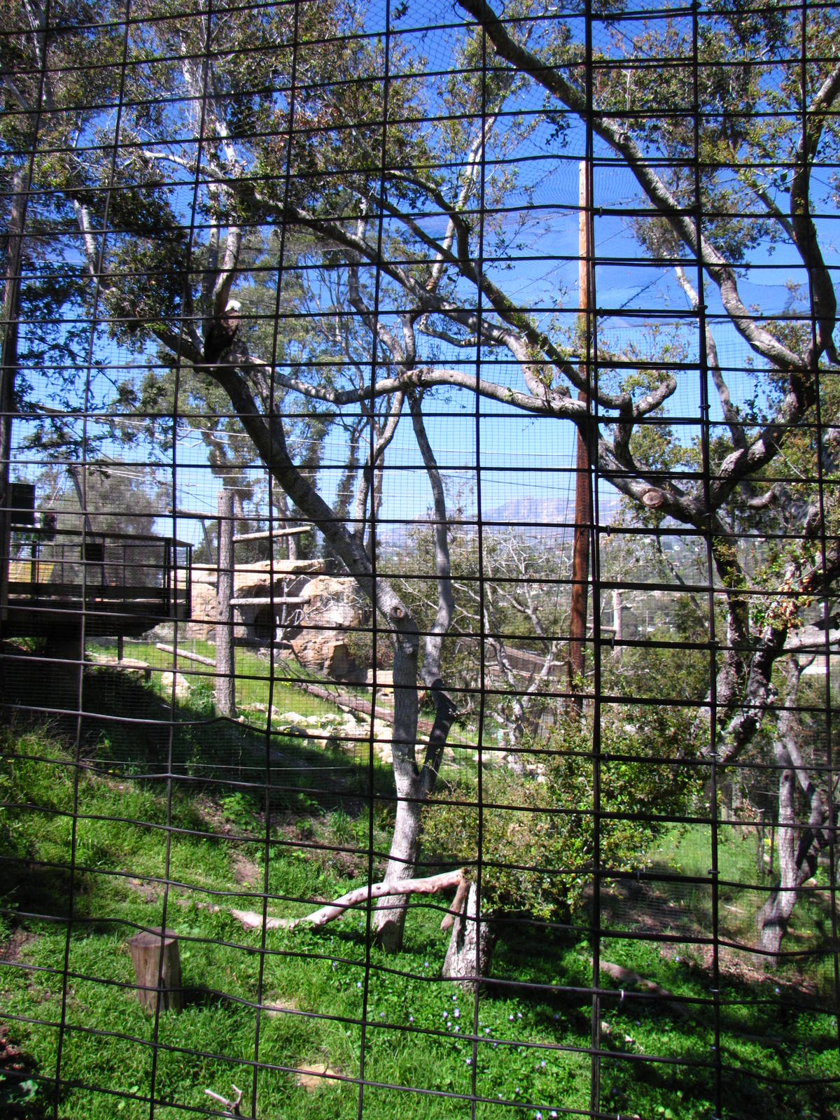 Bald Eagle Aviary - California Trails