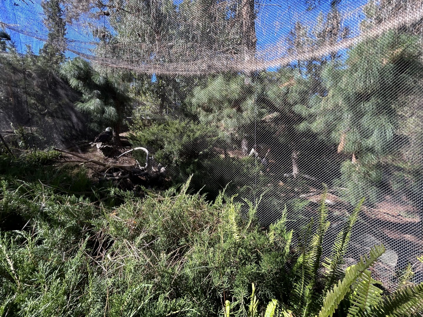 Bald Eagle Aviary - Condor Ridge